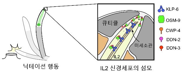 서울대 연구진 "신경세포 정체성·기능 형성 과정 최초 규명"