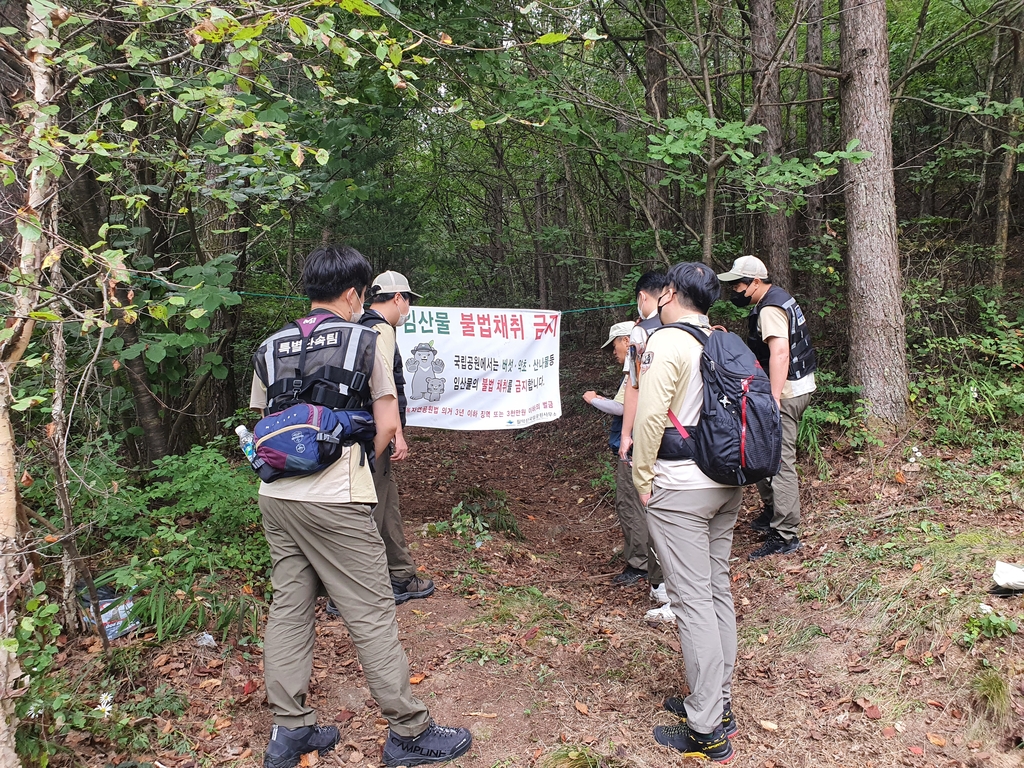 월악산국립공원, 한달간 임산물 불법 채취 집중 단속