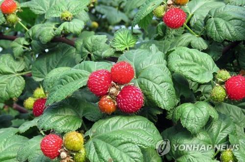 김해 특산 산딸기, 영남권 탑마트에서 저렴하게 판매