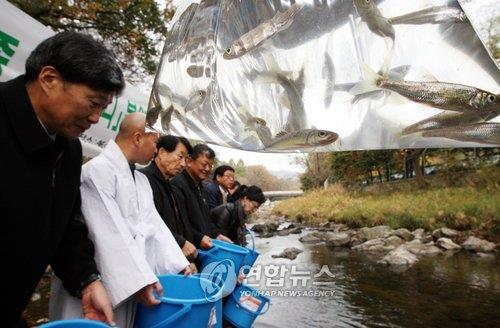 "광릉숲 봉선사천 특산 어종 참갈겨니 복원·정착 성공"