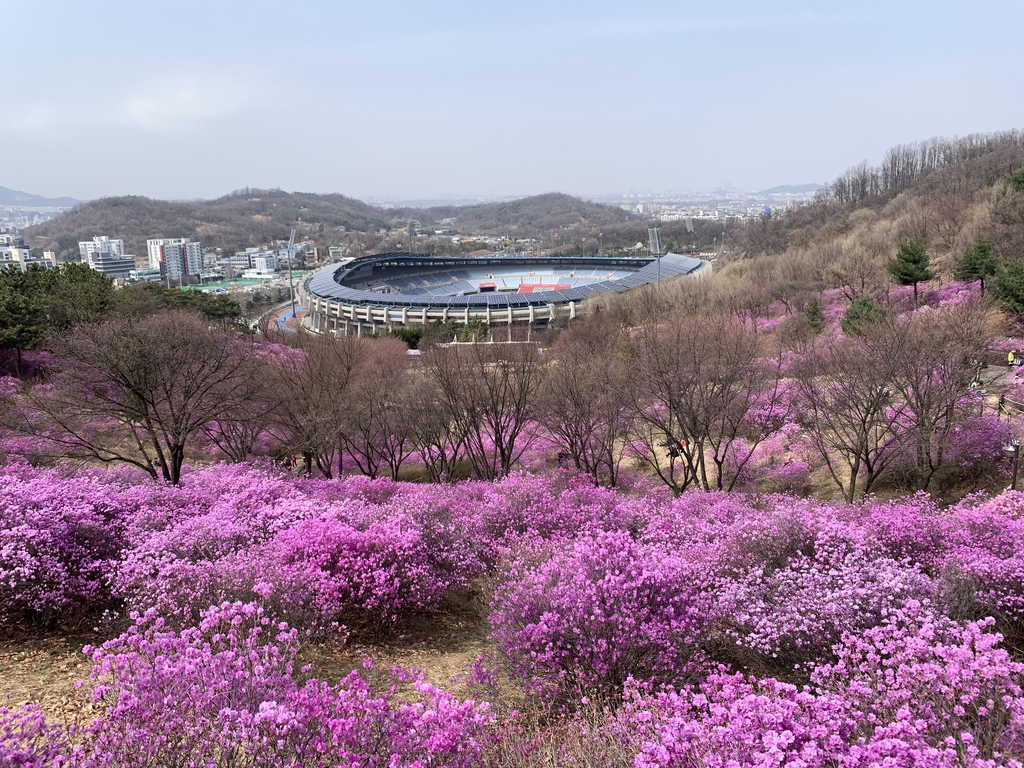 "봄나들이 오세요"…경기도, 봄꽃 명소 2곳 추천