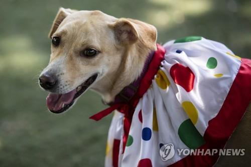 자동차처럼 반려견 리스…미국 금융사 불법 임대 적발