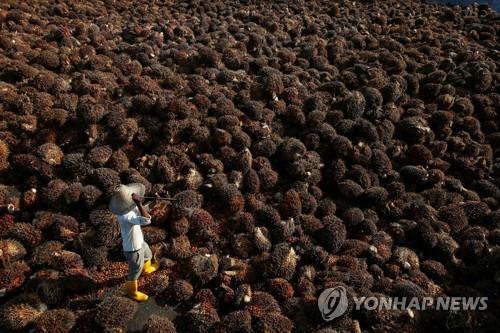 伊 제과사 페레로, '강제노동·학대' 말레이 팜유 사용 중단