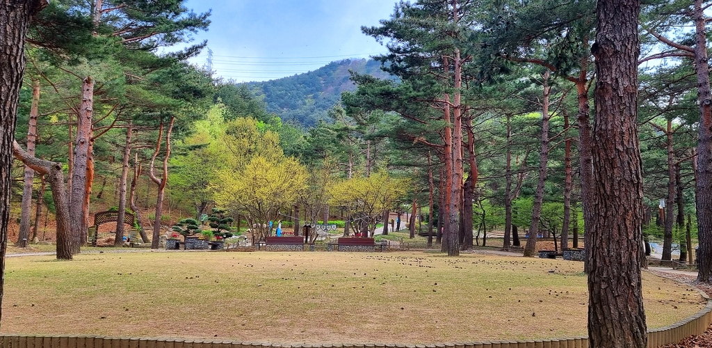 강릉시, 솔향수목원 '숲속 작은 결혼식' 지원