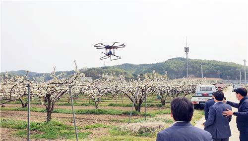 세종서 드론 활용 배 인공수정 착수…"농번기 노동력 절감 기대"