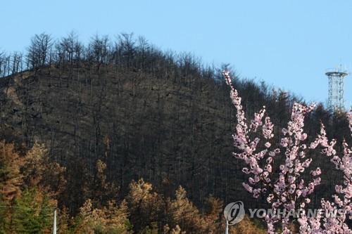 경북·강원 산불 피해지 생태·사회 등 효율적 복원 방향 모색