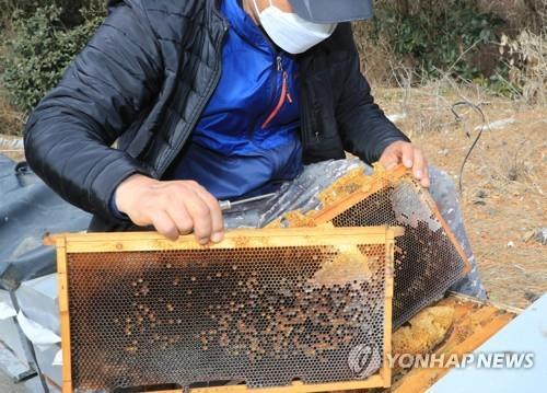 임실군, '사라진 꿀벌' 피해 농가에 사료·구제 약품 지원