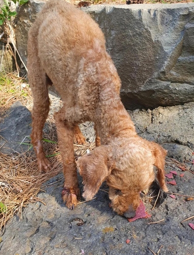 산 채로 땅에 묻힌 반려견 '코만 삐죽'…주인 "잃어버렸다" 진술(종합)