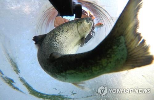 화천산천어축제 재개 '청신호' 준비 돌입…산천어 171t 공급계약