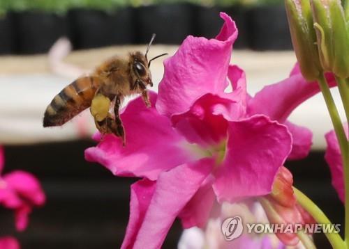 꿀벌이 사라졌다…전국 유일 양봉특구 칠곡 농가 '비상'