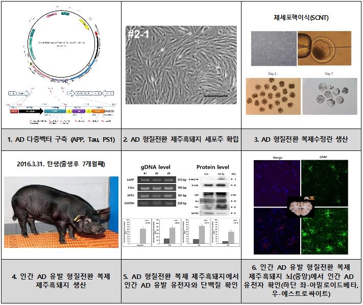 제주대, '치매 복제돼지 생산' 미국 특허 미래셀바이오로 이전