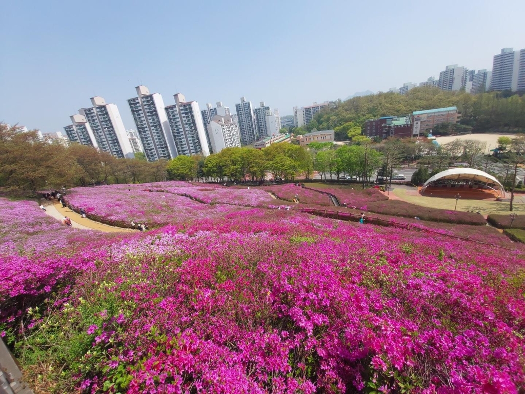 만개한 군포 철쭉동산 2년만에 만난다…23일부터 개방