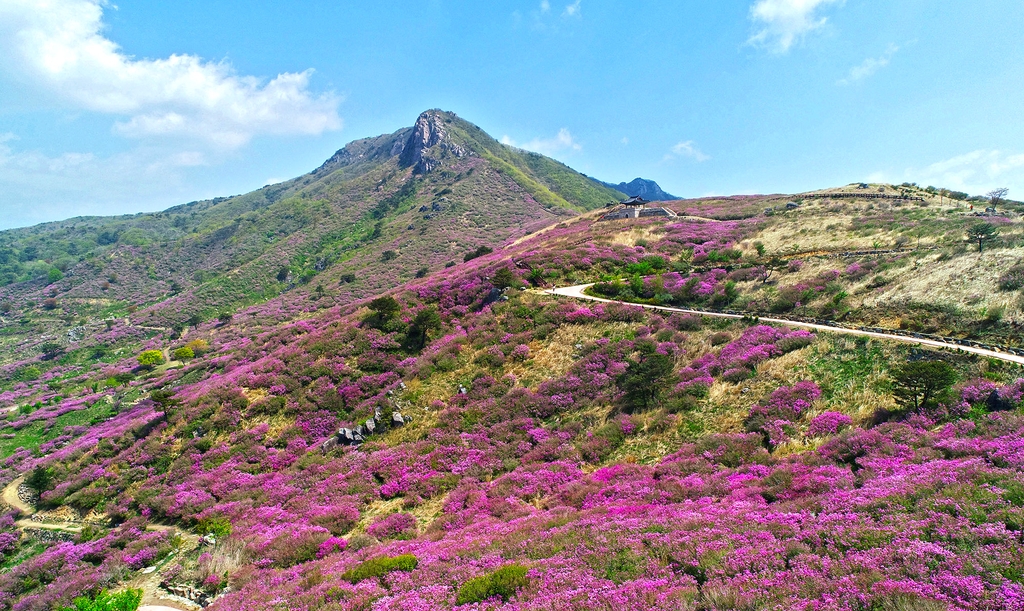 "산청 황매산 수놓은 핑크빛 철쭉 꽃길 걸어보세요"