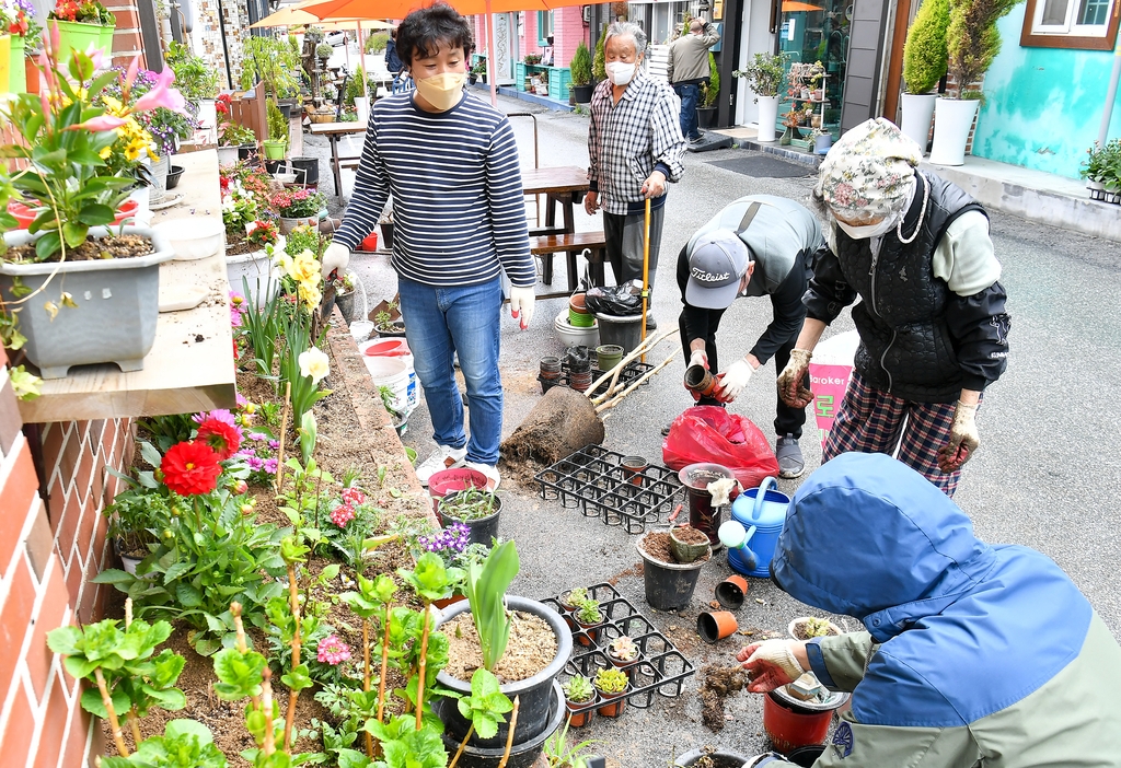 야생화 천국 정선 고한, 마을 정원 만들기 구슬땀