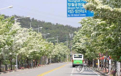 5·18 민주로 이팝나무 가지치기 "아쉬운 행정"(종합)