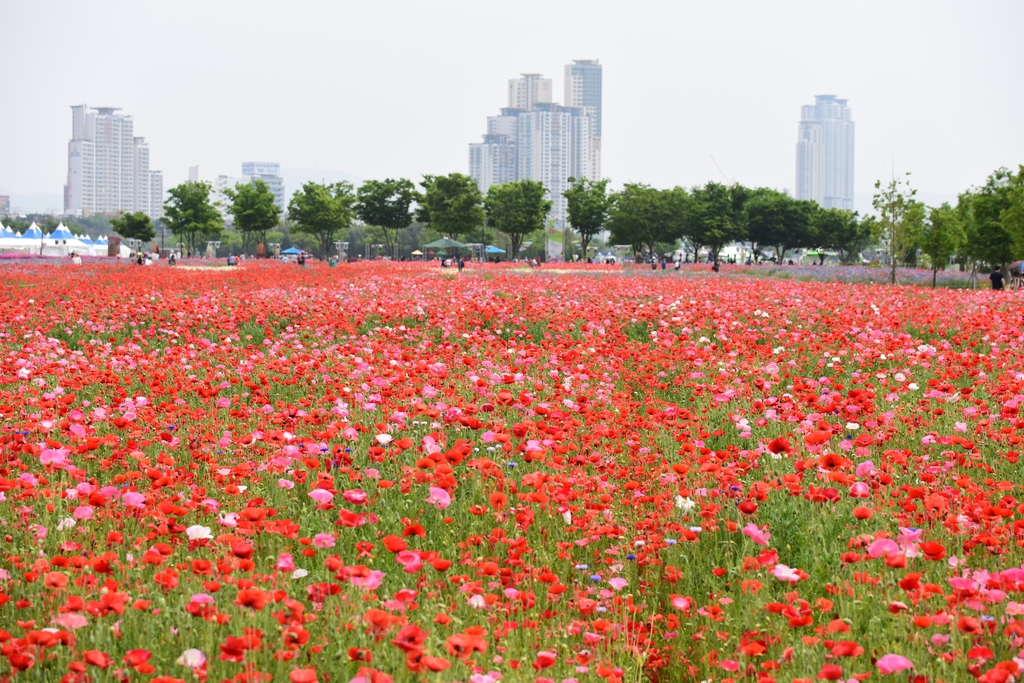 '6천만 송이 활짝' 울산 태화강국가정원 봄꽃축제 5월 13일 개막