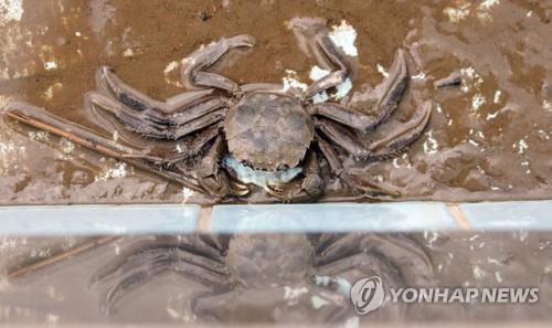 전북수산기술연구소, 어린 참게 18만 마리 강·하천에 방류