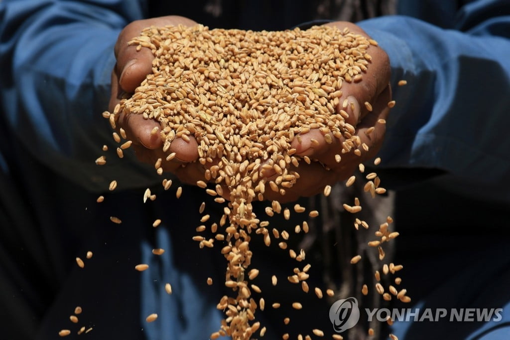 수입 곡물 가격 끝없는 상승…'식탁 물가' 더 오를 듯