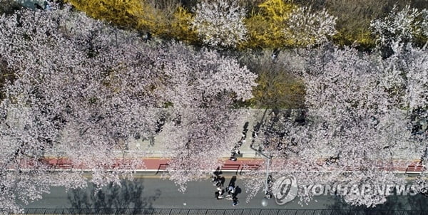 3년만에 열린 여의도 벚꽃길…주말 나들이객 '북적'