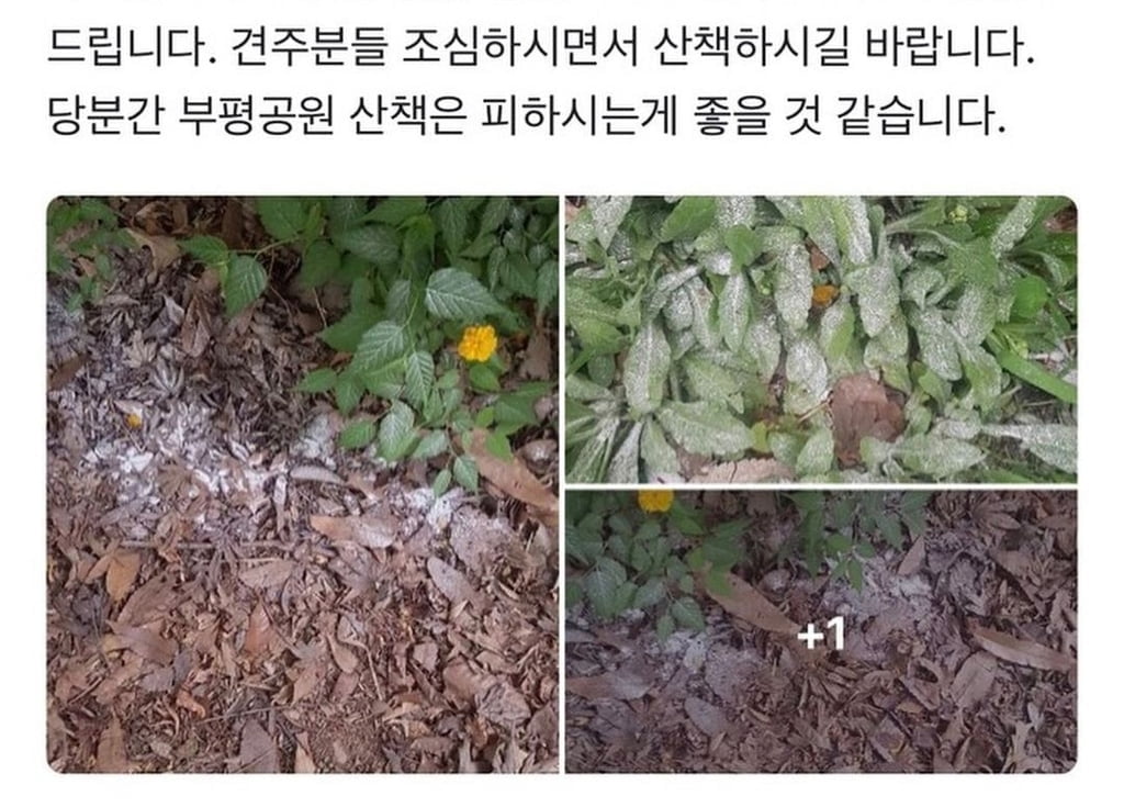 공원에 수상한 '흰가루'…"강아지 거품물고 쓰러져"