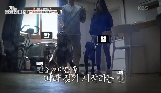 사진=KBS2 '개는 훌륭하다' 방송 화면