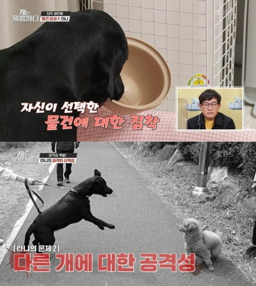 사진=KBS2 '개는 훌륭하다' 방송 화면