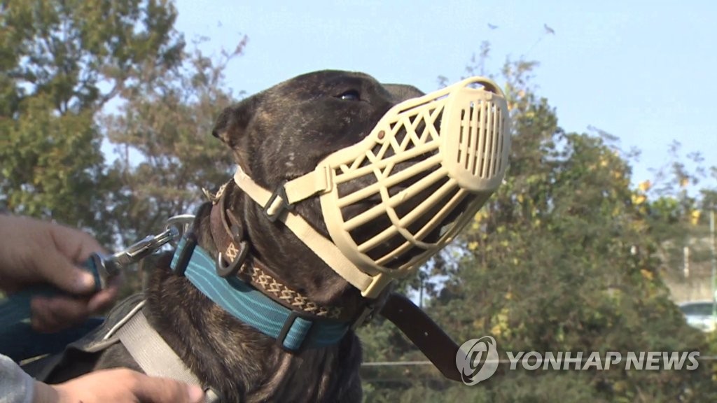 동물학대 제재강화-맹견 사육허가제…동물보호법 개정안 국회 통과(종합)