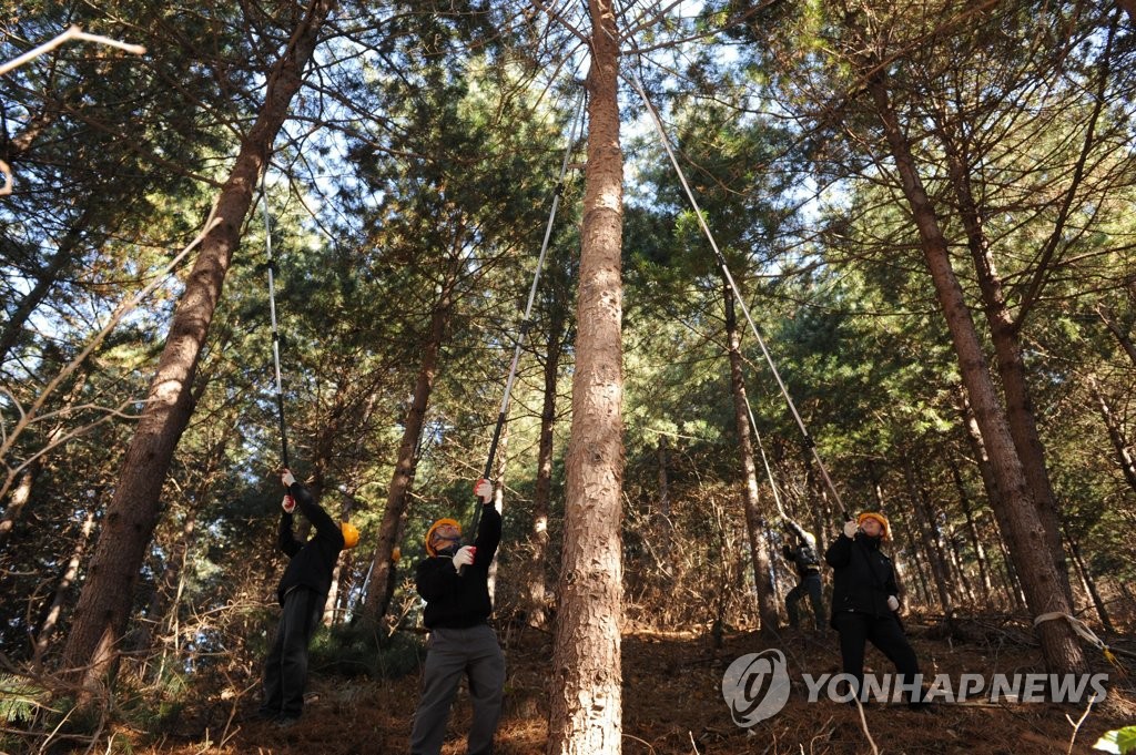 [동해안산불 한달] ⑧ 갈수록 대형화·반복하는 산불 막으려면