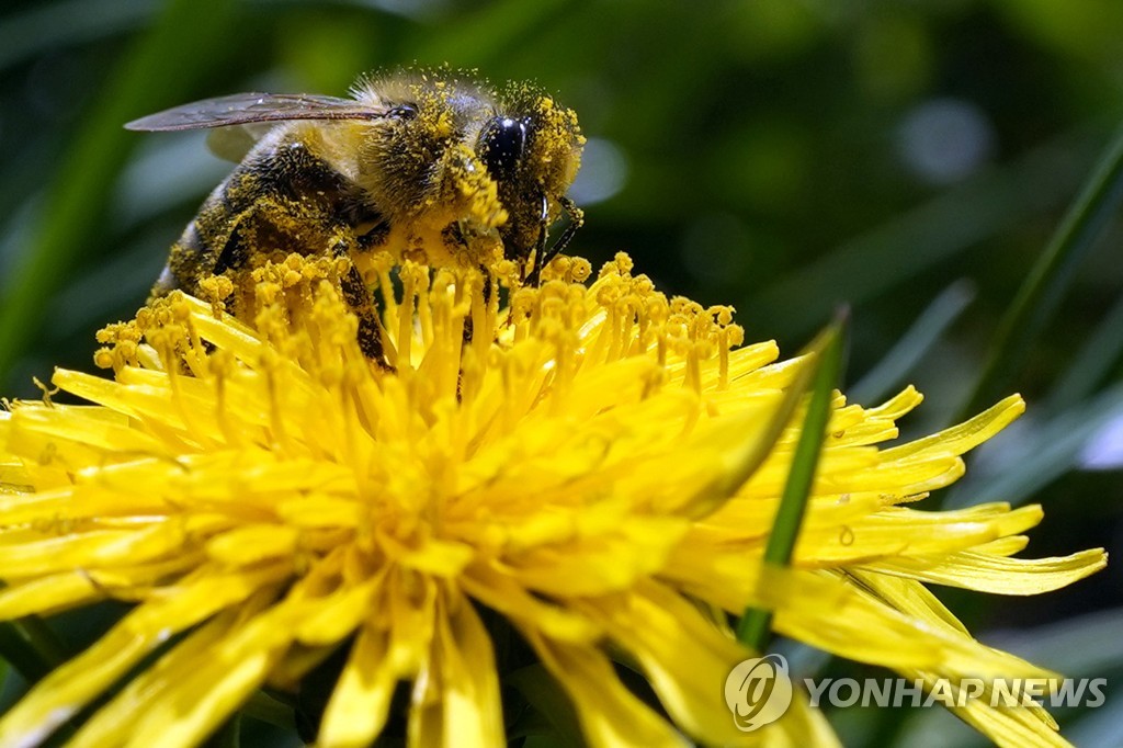 "곤충 종말론…기후변화·토지남용에 세계곳곳 생태계 붕괴"