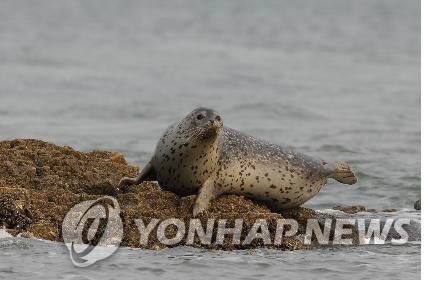 '점박이물범 지켜라'…해수부, 백령도 서식지 환경개선 활동