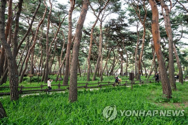 강북구, 병해충 걸린 다중이용녹지 나무 무료 진료