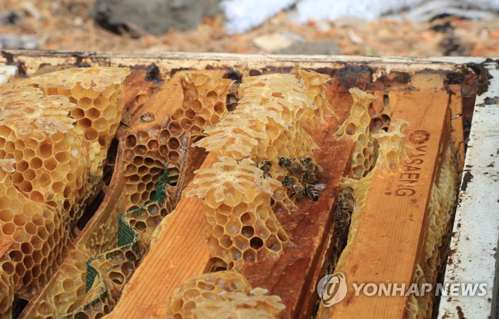 제주 양봉농가 절반 이상서 꿀벌 실종 피해 확인