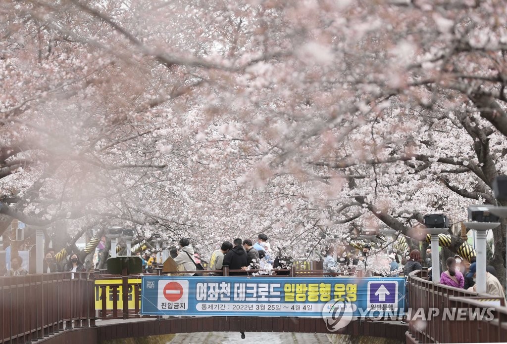 "봄꽃은 만개하는데…" 올해도 코로나로 축제 줄줄이 취소