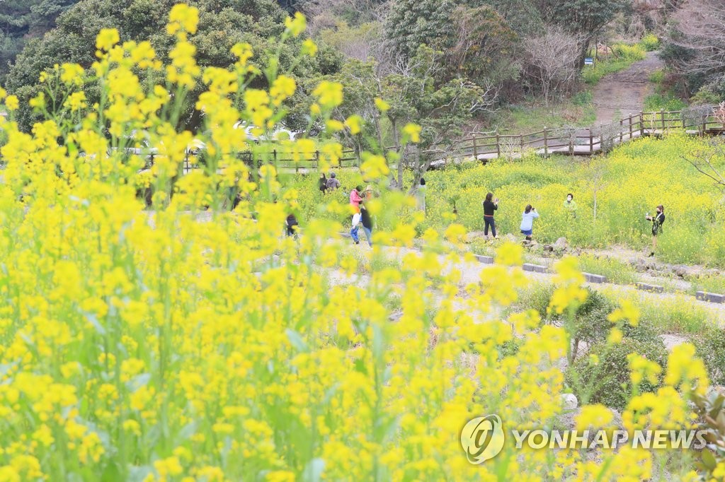 "봄꽃은 만개하는데…" 올해도 코로나로 축제 줄줄이 취소