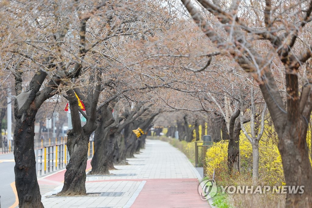 "여의도 벚꽃길 9∼17일 개방"…개화시기 늦어져 변경