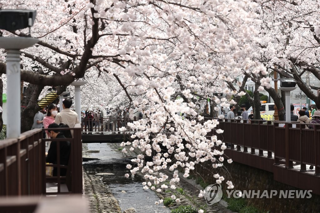 전국 벚꽃 명소·산·관광지 봄나들이 인파로 '북적'