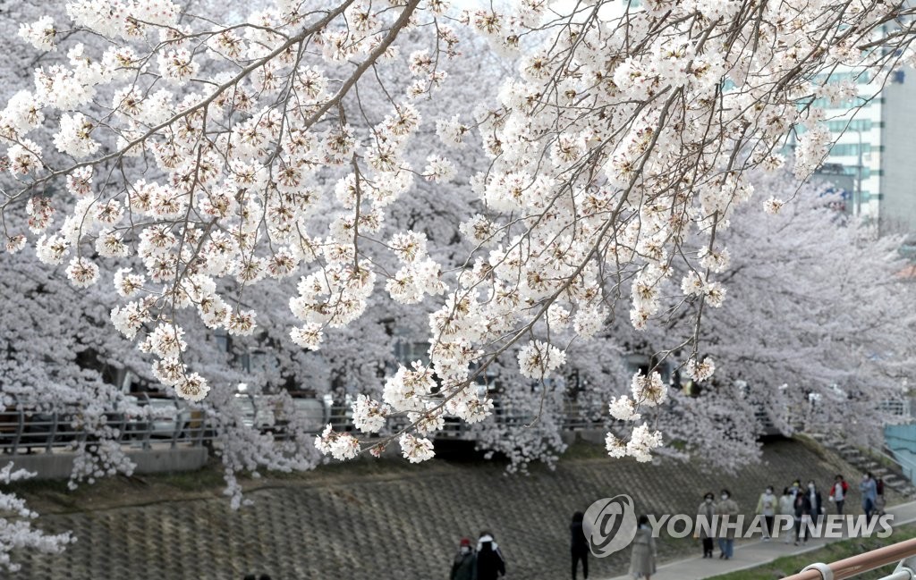 "봄꽃은 만개하는데…" 올해도 코로나로 축제 줄줄이 취소