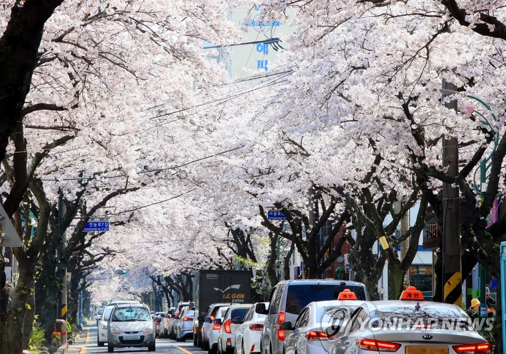 전국 벚꽃 명소·산·관광지 봄나들이 인파로 '북적'