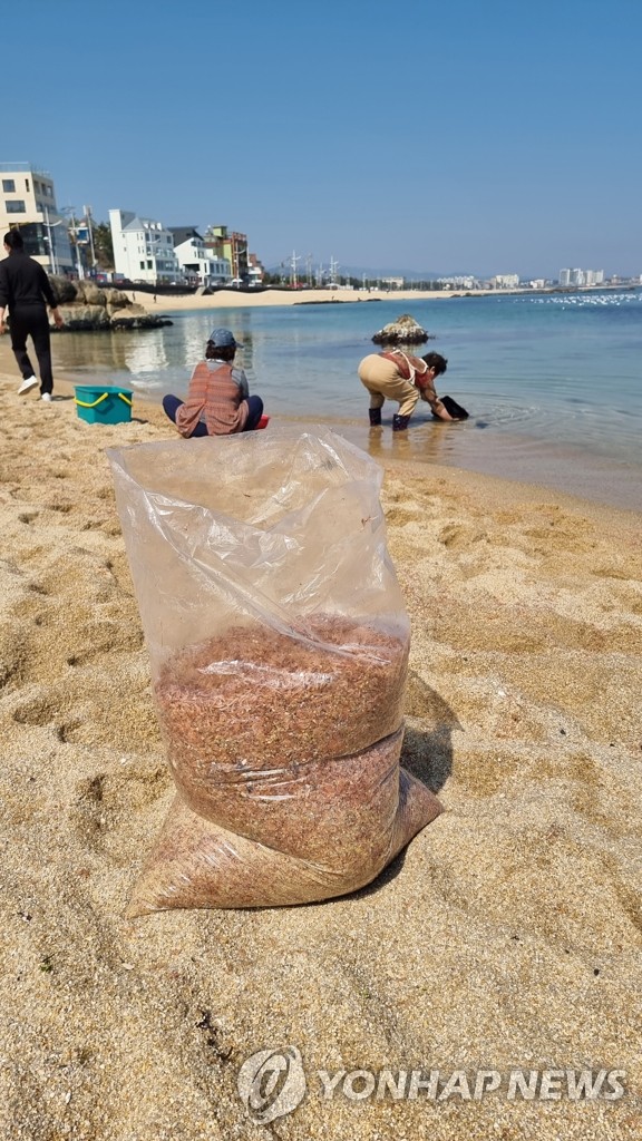 강릉 영진해변서 작은 새우 '난바다곤쟁이' 떼죽음