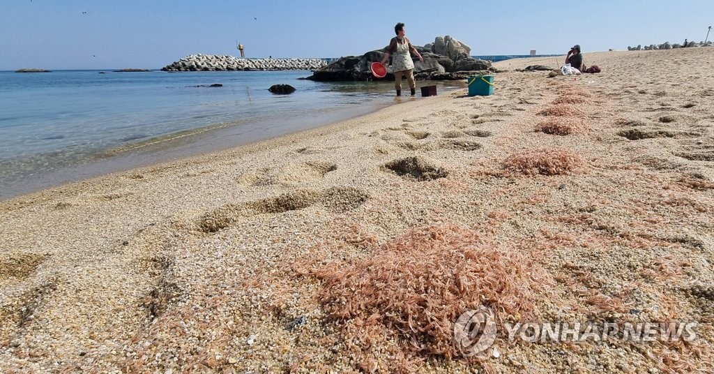 강릉 영진해변서 작은 새우 '난바다곤쟁이' 떼죽음