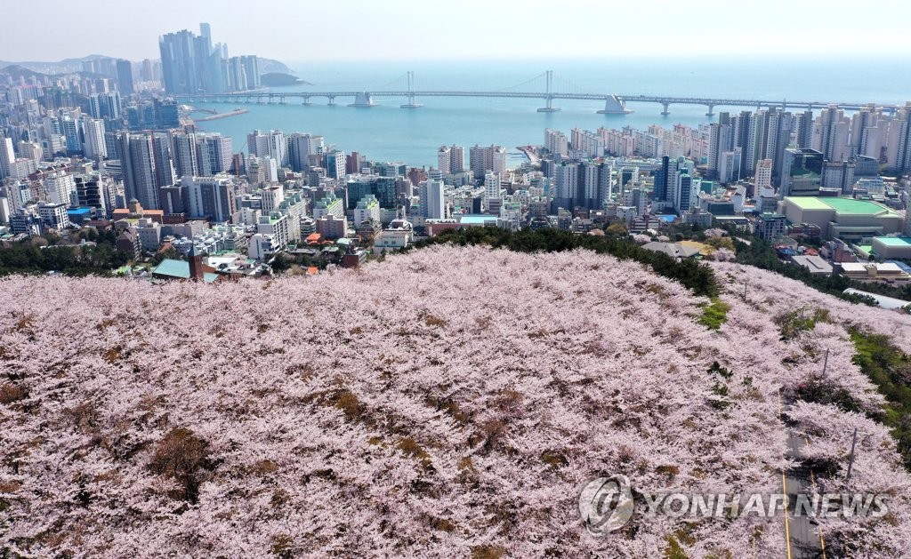 [픽! 부산] 분홍빛 터널 아래 환상의 벚꽃 드라이브