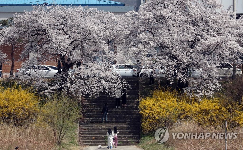 [픽！청주] 봄의 절정…만개한 무심천 벚꽃길