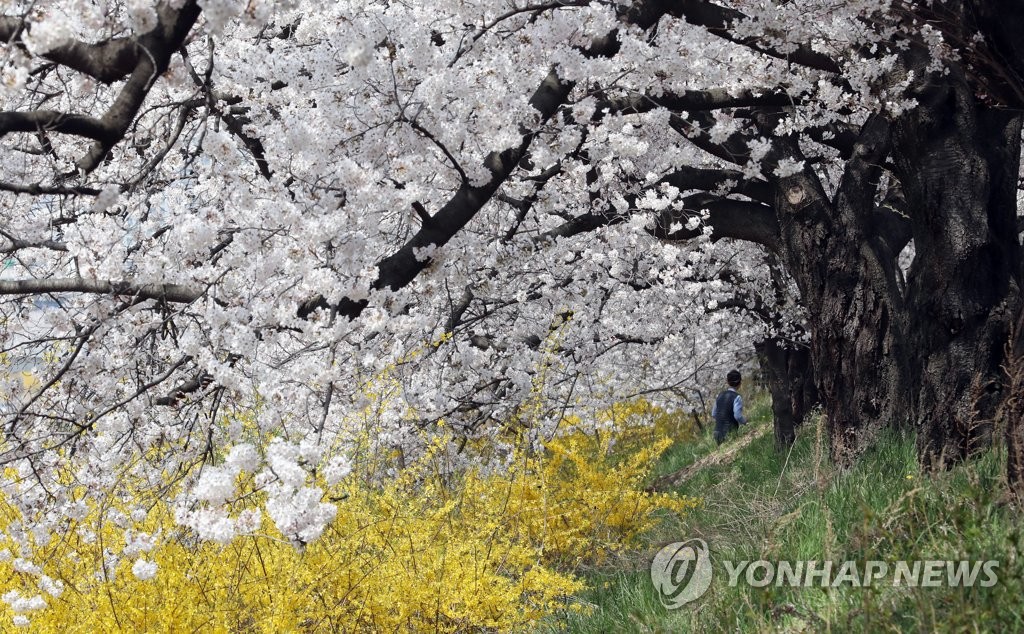 [픽！청주] 봄의 절정…만개한 무심천 벚꽃길