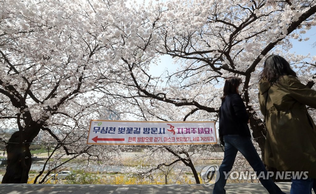 [픽！청주] 봄의 절정…만개한 무심천 벚꽃길