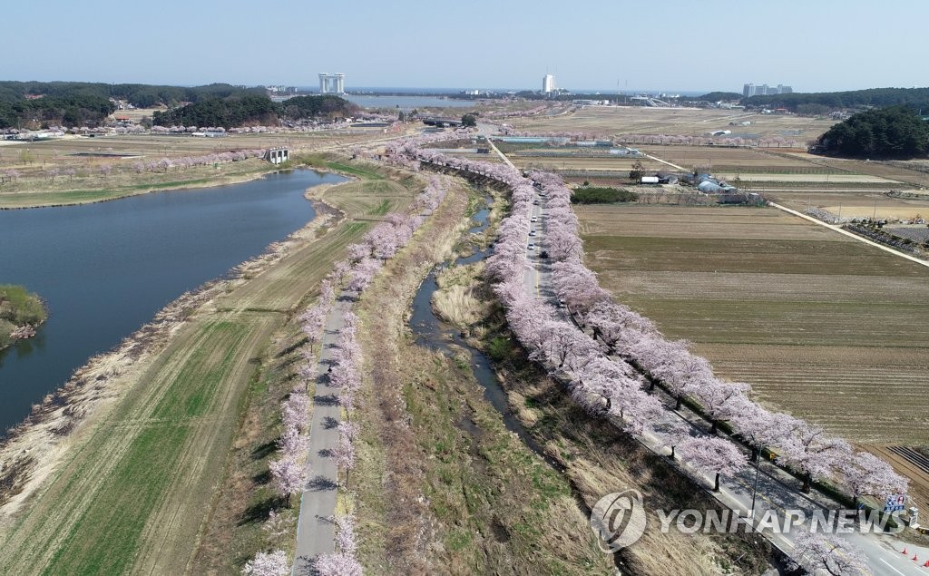 강풍으로 절정 이틀 만에 낙화한 강릉 경포 벚꽃…"아쉬워요"