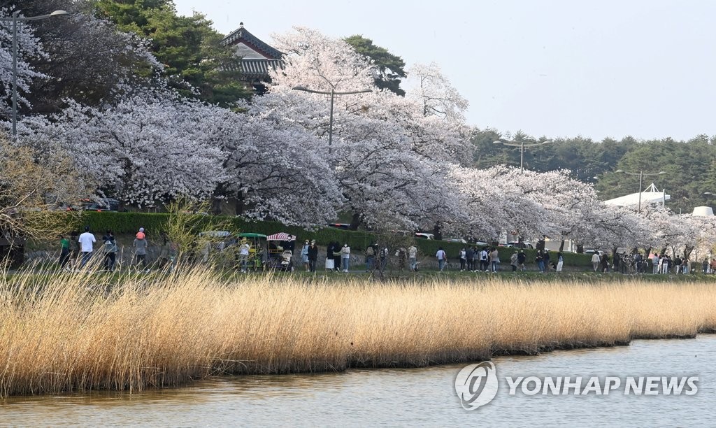 강풍으로 절정 이틀 만에 낙화한 강릉 경포 벚꽃…"아쉬워요"