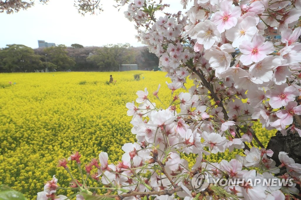 거리두기 끝…깊어가는 봄 도심·명산 나들이객 북적(종합)