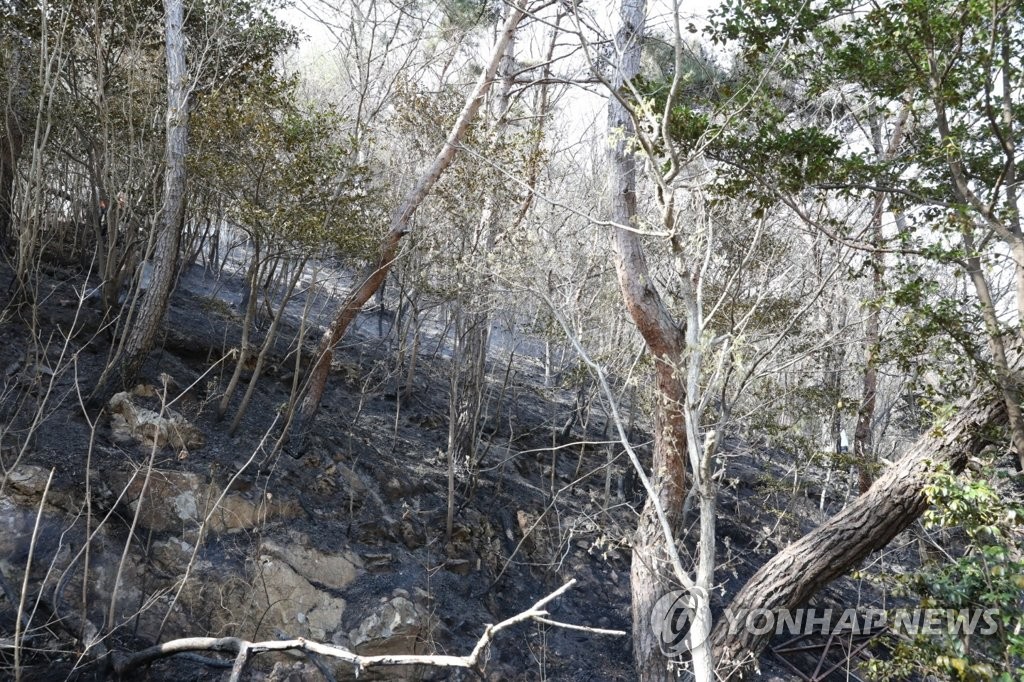 산불 또 산불… 건조한 날씨에 바람까지, 주말 내내 30여건 발생