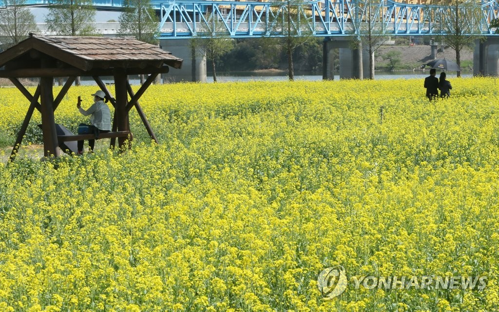 [픽! 창녕] 샛노랗게 물든 낙동강 유채 물결