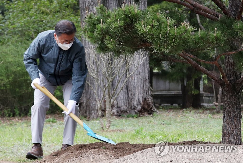 금강송 심은 文대통령 "盧 대통령이 느티나무를 좋아하셨는데…"